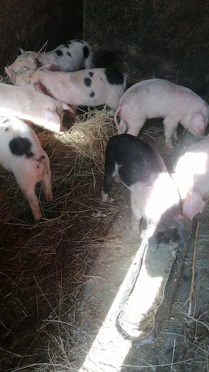 De vânzare 15 purcei(7 săptămâni )la Cornereva  - imagine 3