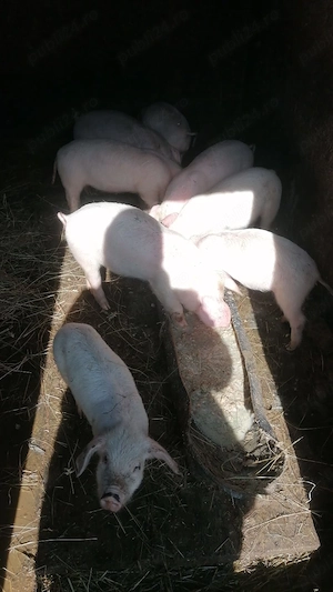 De vânzare 15 purcei(7 săptămâni )la Cornereva  - imagine 4