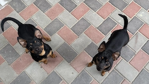 Vand pinscher pitic  - imagine 4