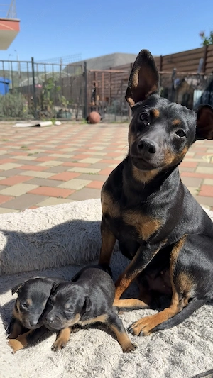 Vand pinscher pitic  - imagine 2