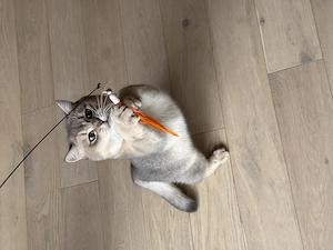 British shorthair chinchilla blue shaded - imagine 5