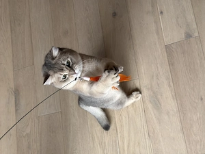 British shorthair chinchilla blue shaded - imagine 3