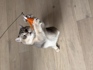 British shorthair chinchilla blue shaded - imagine 4