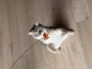 British shorthair chinchilla blue shaded - imagine 2