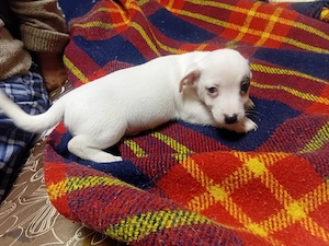 Pui jack Russell Terrier tricolor - imagine 2