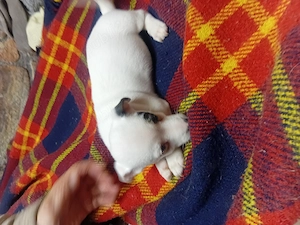 Pui jack Russell Terrier tricolor - imagine 4