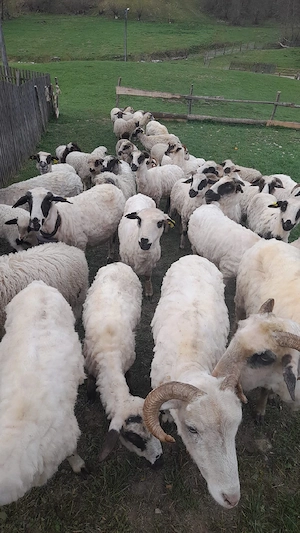 oi de vânzare  sau schimb 