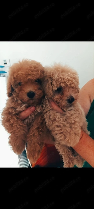 Puiuti de pudel canis