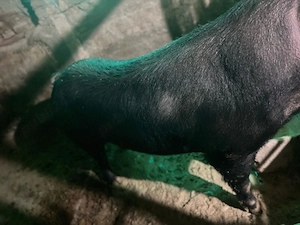 Vand porc pentru sacrificat 