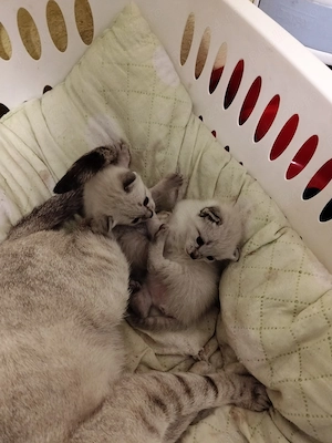 Pisoiasi fata și baietel - imagine 2