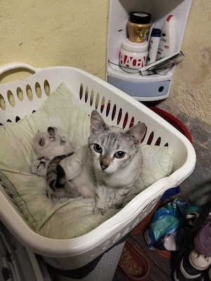 Pisoiasi fata și baietel - imagine 11