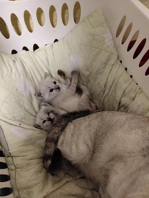 Pisoiasi fata și baietel - imagine 7