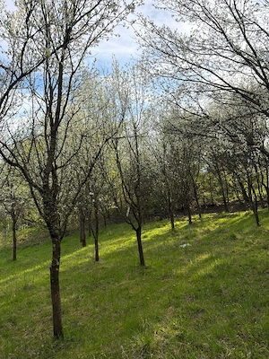 Teren de vanzare Cisnadioara  - imagine 4