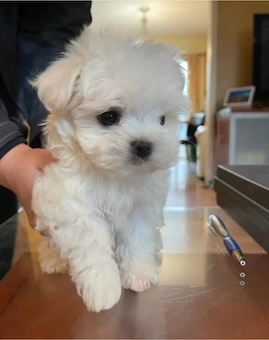 Fetita superba Bichon Maltese mini toy