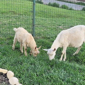 vand sau schimb tap sut din mama sanen si tatal alpin - imagine 2