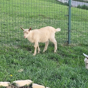 vand sau schimb tap sut din mama sanen si tatal alpin - imagine 4