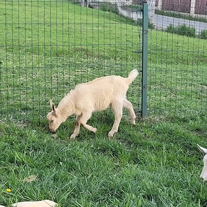 vand sau schimb tap sut din mama sanen si tatal alpin - imagine 3