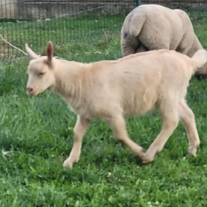 vand sau schimb tap sut din mama sanen si tatal alpin