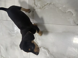 Vand catelus Teckel in varsta de 8 saptamani - imagine 2