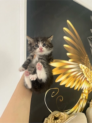 siberiana de padure  - imagine 2