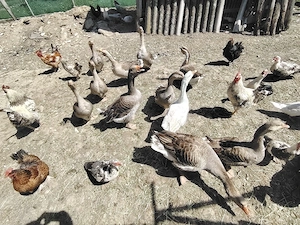 Boboci de gască  - imagine 3