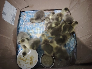 Boboci de gască  - imagine 2