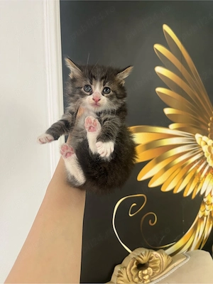 siberiana de padure  - imagine 3