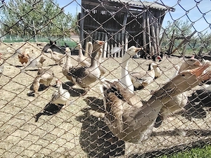 Boboci de gască  - imagine 5