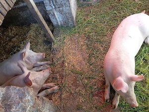 Scrofițe metis Landras cu Pietrain 