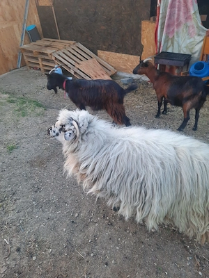 De vânzare un tap șut genetic,capra cu ieduta șut genetic,o oaie de 1 an si încă 2 capre