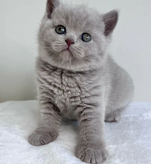 British Shorthair blue 