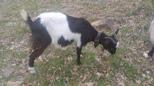 De vânzare 3 capre și 2 iezi 1700 lei negociabil  - imagine 2