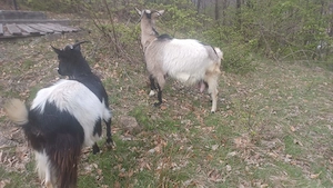 De vânzare 3 capre și 2 iezi 1700 lei negociabil  - imagine 3