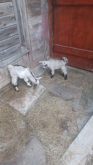 De vânzare 3 capre și 2 iezi 1700 lei negociabil  - imagine 5