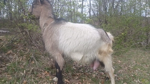 De vânzare 3 capre și 2 iezi 1700 lei negociabil  - imagine 4