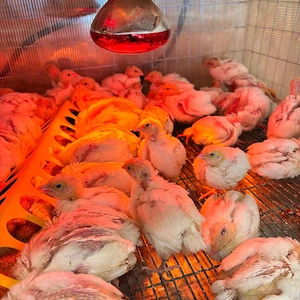 Pui de prepeliță de vânzare   Polară Gigant & Japoneză Mare   Afumați, Ilfov - imagine 2