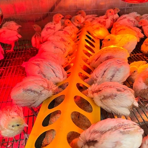 Pui de prepeliță de vânzare   Polară Gigant & Japoneză Mare   Afumați, Ilfov - imagine 4