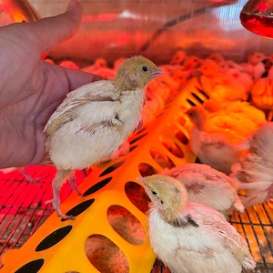 Pui de prepeliță de vânzare   Polară Gigant & Japoneză Mare   Afumați, Ilfov - imagine 3