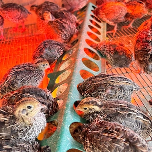 Pui de prepeliță de vânzare   Polară Gigant & Japoneză Mare   Afumați, Ilfov - imagine 5