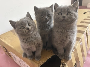 pui british shorthair - imagine 2