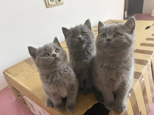 pui british shorthair