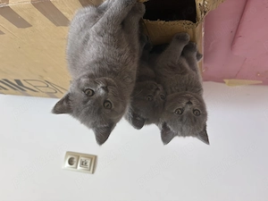 pui british shorthair - imagine 4
