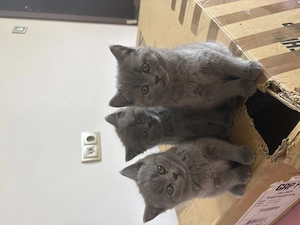 pui british shorthair - imagine 3