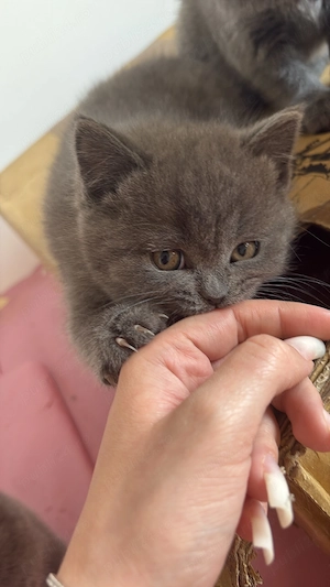 pui british shorthair - imagine 5