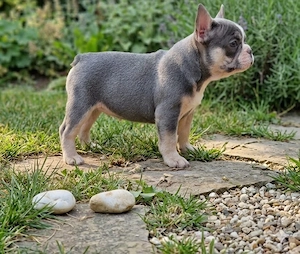 Buldog francez de vânzare 