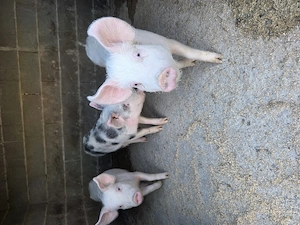 Purcei de vânzare - imagine 2