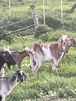   capre  ,iezi siȚapi anglo-nubian 