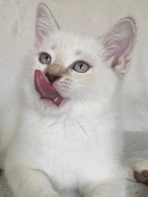Pui British shorthair 