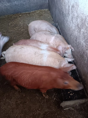 Vând purcei  - imagine 2