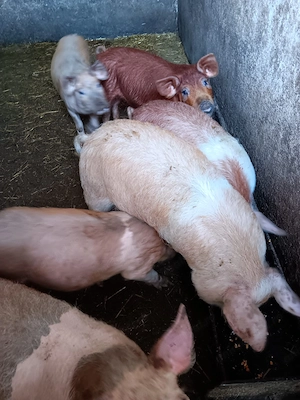 Vând purcei  - imagine 4